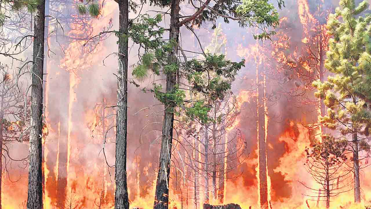 Forest | రాష్ట్రంలోని మూడోవంతు అడవులకు నిప్పు ముప్పు