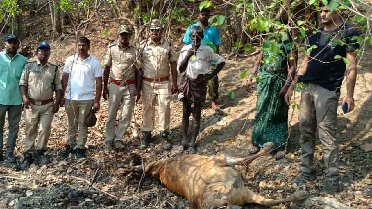 పులి దాడిలో ఆవు మృతి