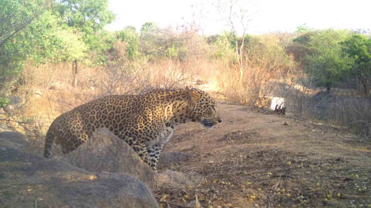 నిఘా నేత్రానికి చిక్కిన చిరుతలు