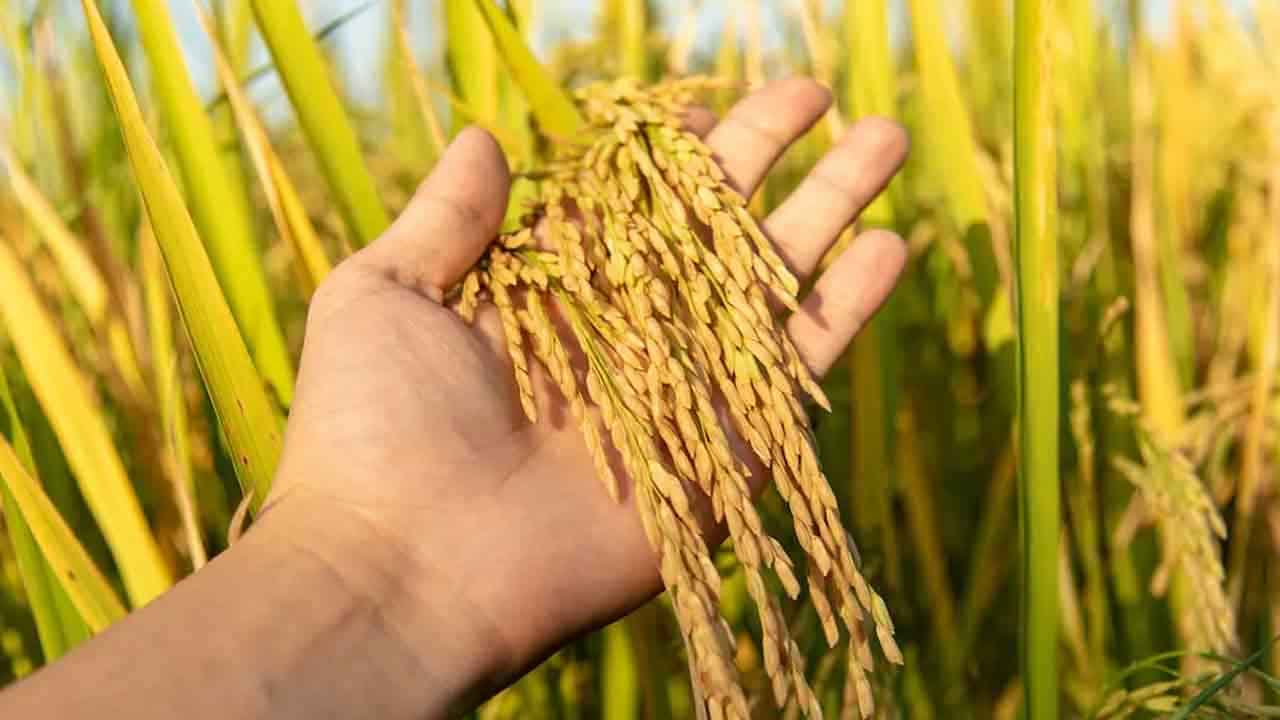 Congress | వరికి 500 బోనస్‌ ఎప్పుడిస్తరు?.. ఎన్నికల హామీపై ప్రకటన చేయని కాంగ్రెస్‌