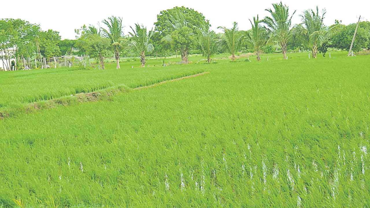 వానకాలం సాగు 5.97 లక్షల ఎకరాలు
