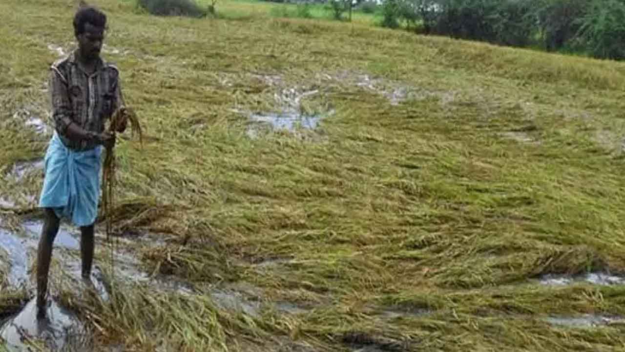15వేల ఎకరాల్లో పంట నష్టం