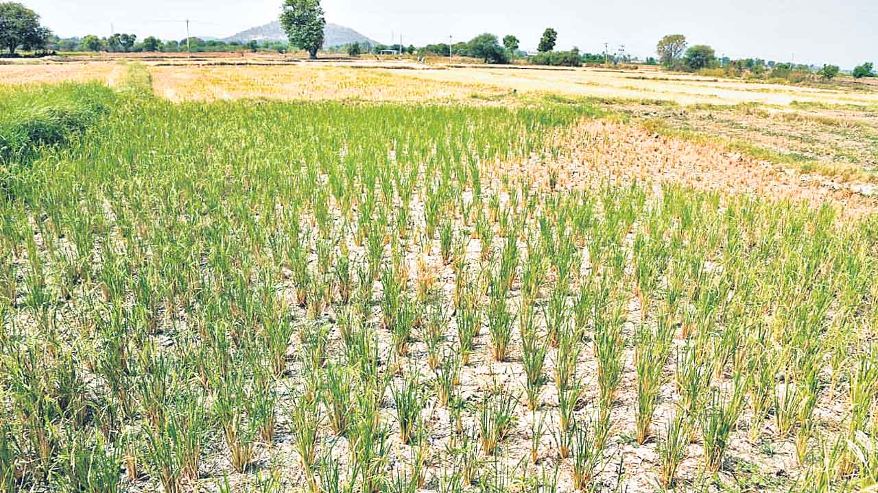 Farmers | రైతు శ్రీశైలం ఆత్మహత్యకు అప్పులే కారణం.. కాంగ్రెస్‌ నేతల తప్పుడు ప్రచారానికి తెర