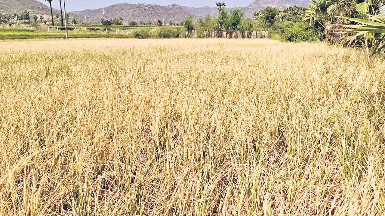 Telangana | 15 లక్షల ఎకరాల్లో ఎండిన పంటలు.. నష్టం 3 వేల కోట్లు!