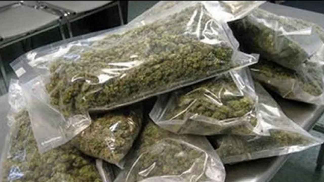 Ganja | ఏవోబీలో గుప్పుమంటున్న గంజాయి వాసన.. దేశంలో 90 శాతం అక్కడే ఉత్పత్తి