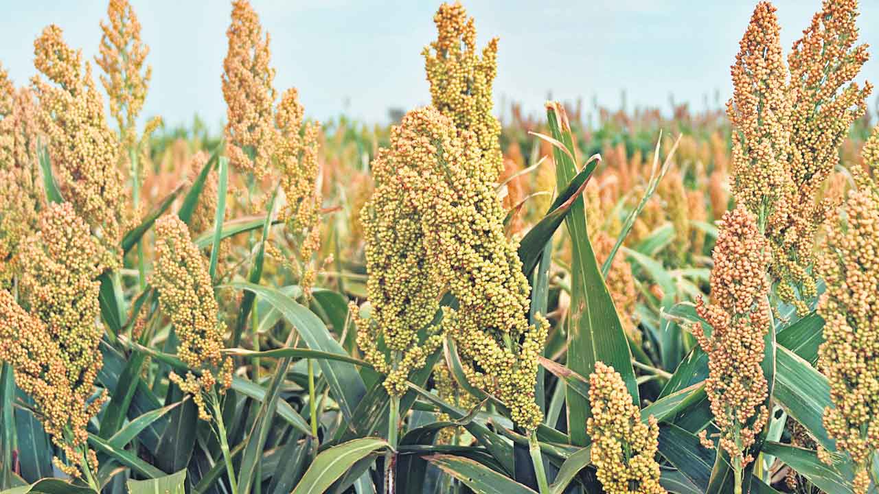 Telangana | సగం జొన్నలే కొంటం.. మిగతా పంట నష్టానికే అమ్ముకోవాలా?.. రైతుల ఆందోళన