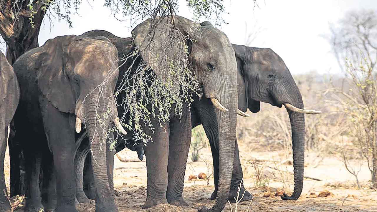 గజరాజులను భరించలేం.. బాబోయ్‌!