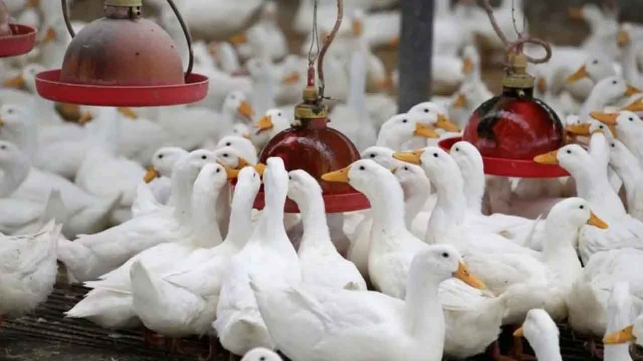 Bird Flu | కేరళలో బర్డ్‌ ఫ్లూ కలకలం.. అలప్పుజాలో 21 వేల బాతుల హననం
