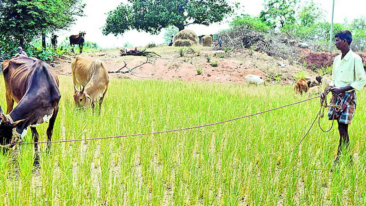 కేసీఆర్‌తోనే రైతులకు స్వర్ణయుగం