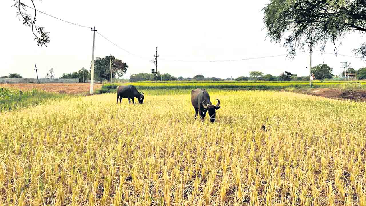 బెజ్జంకి క్రాసింగ్‌ వద్ద రైతులతో మాట్లాడనున్న కేసీఆర్‌