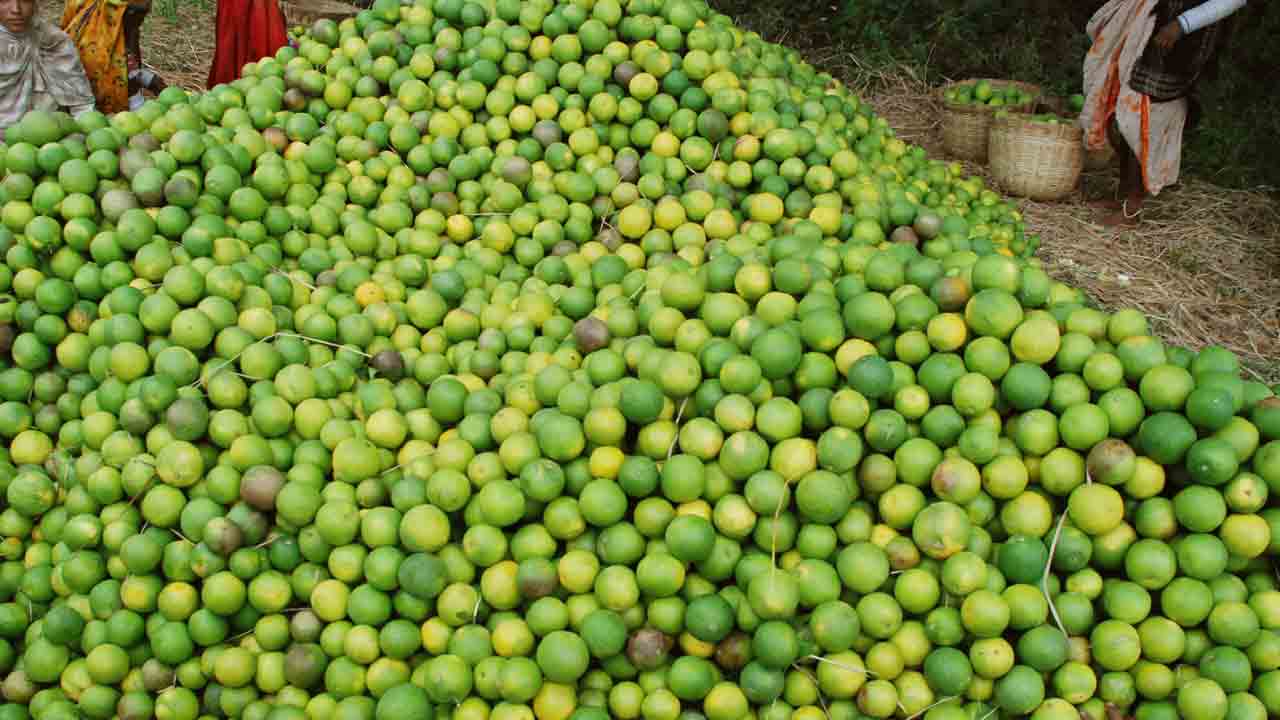 బత్తాయి ధర ఢమాల్‌