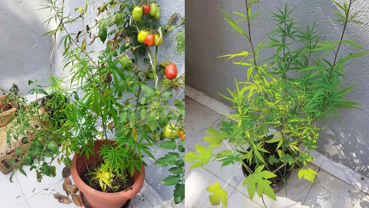 Cannabis | బంగ్లాపై గంజా సాగు.. బ్రిటన్‌ పౌరుడు అరెస్ట్‌