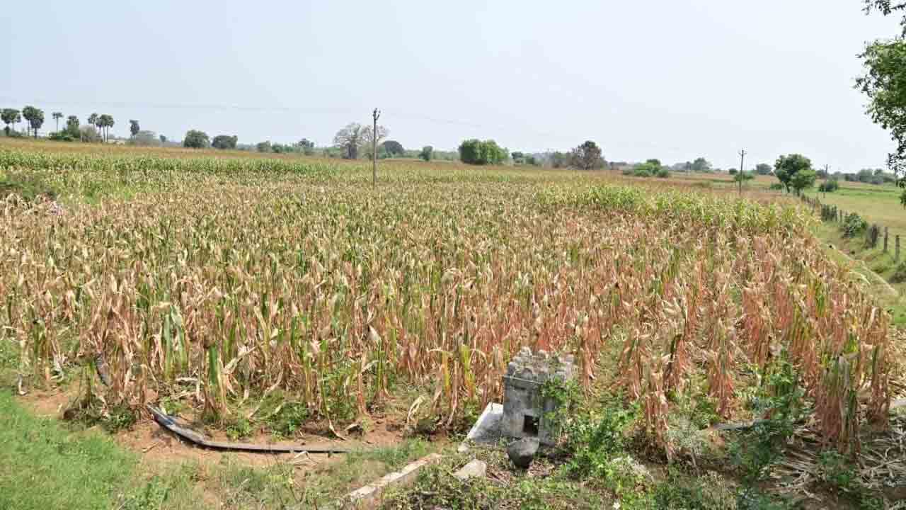 కంకి పంట ఖతమే