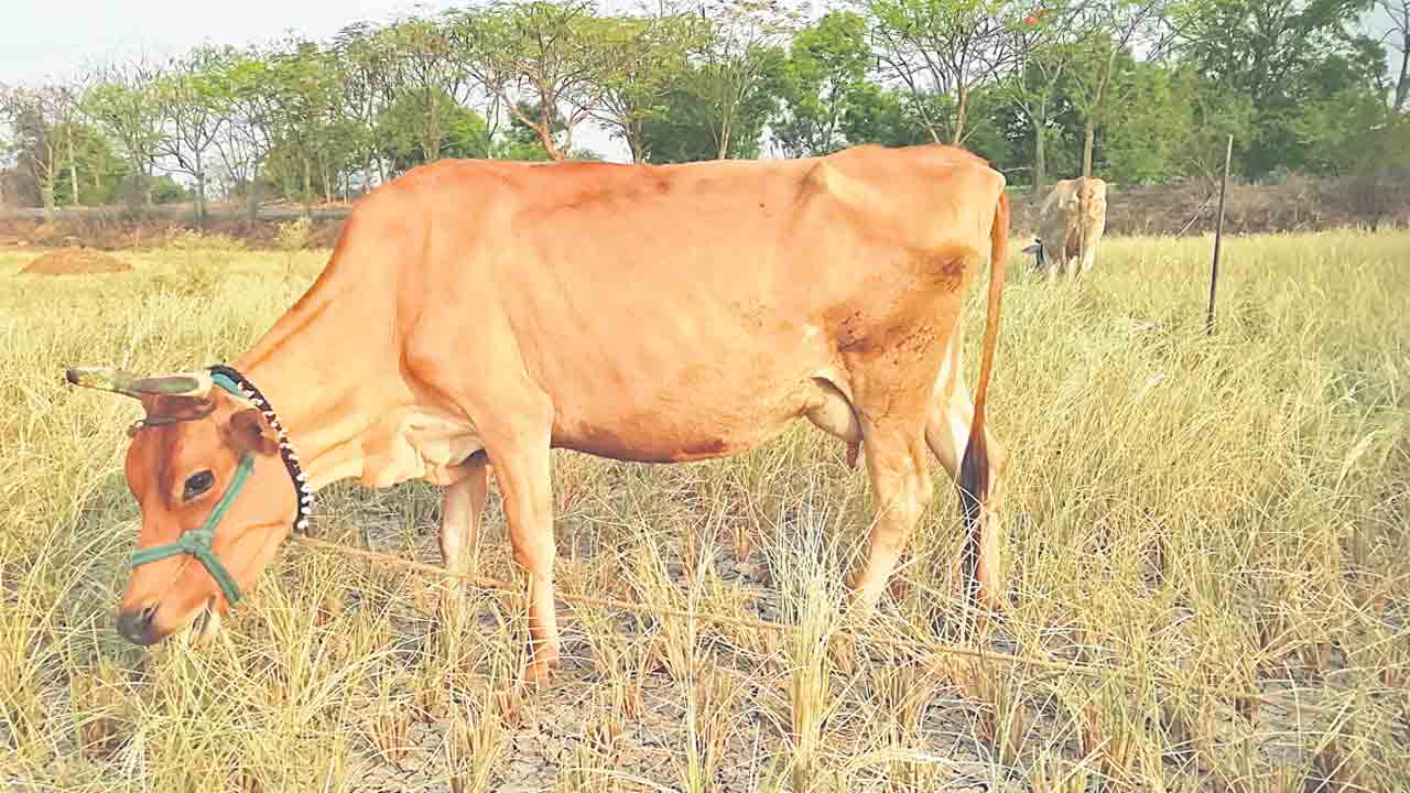 పంట ఎండె.. మేతగా మారె..