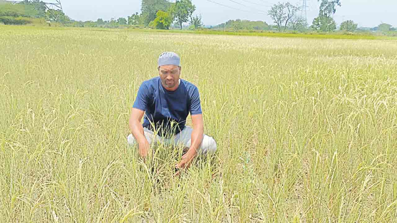 రైతు నవాజ్‌ .. నారాజ్‌