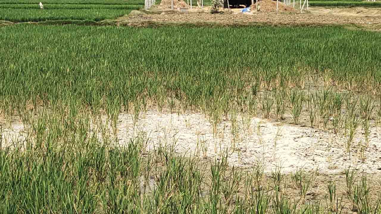 ఎండుతున్న పంటలు