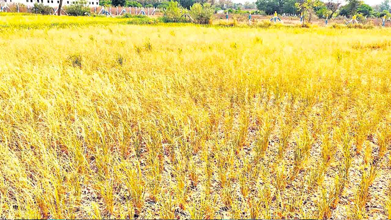 కరెంటు కష్టం..పంట నష్టం