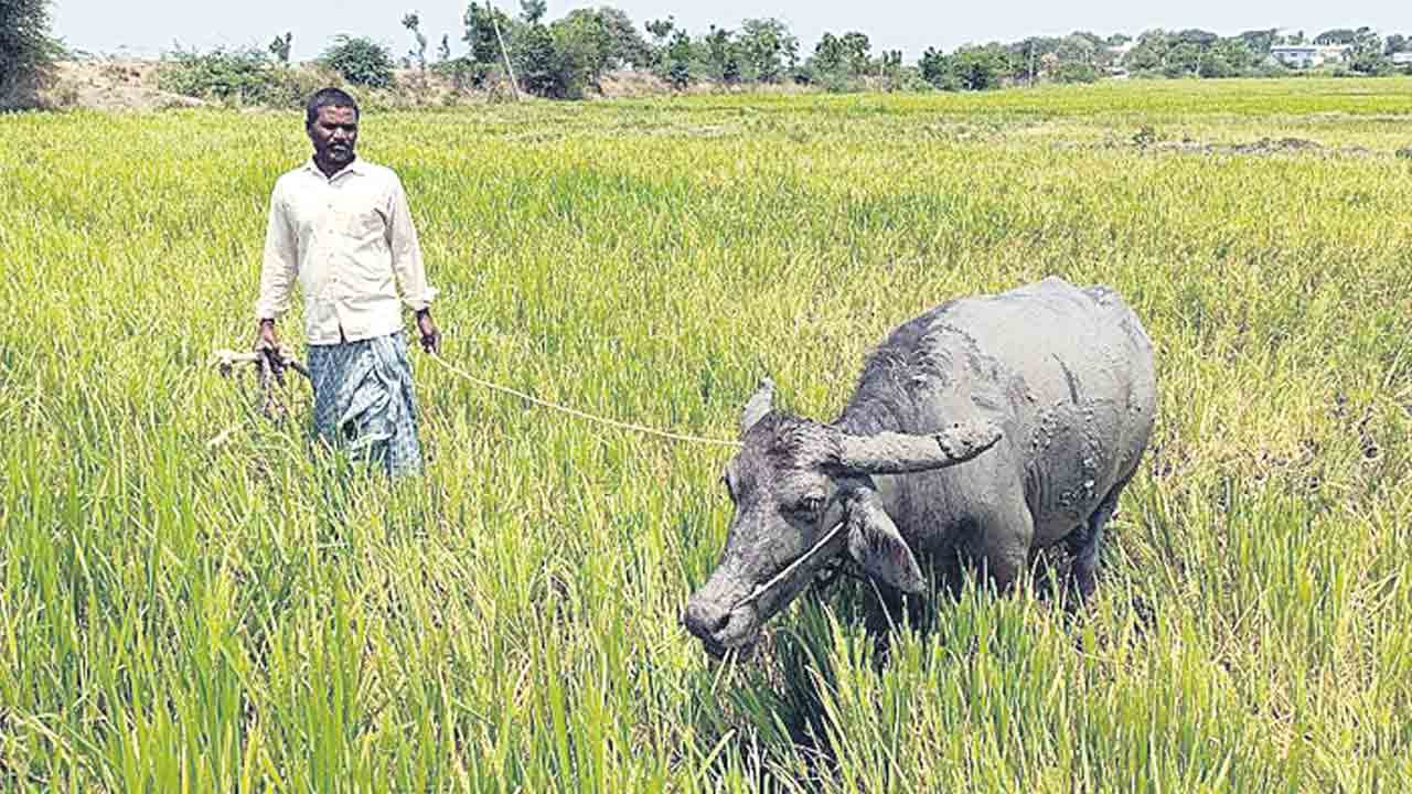 పశువుల మేతగా పొలాలు