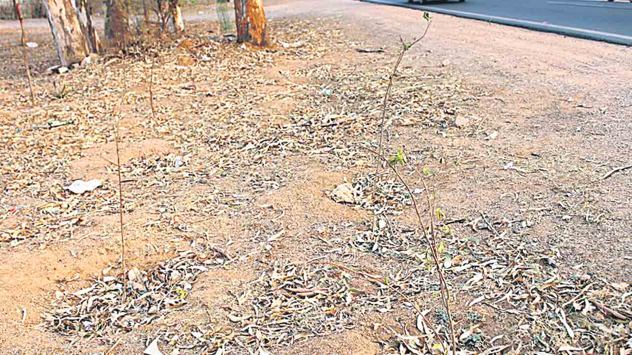 హరితహారం మొక్కలు ఎండుతున్నాయి