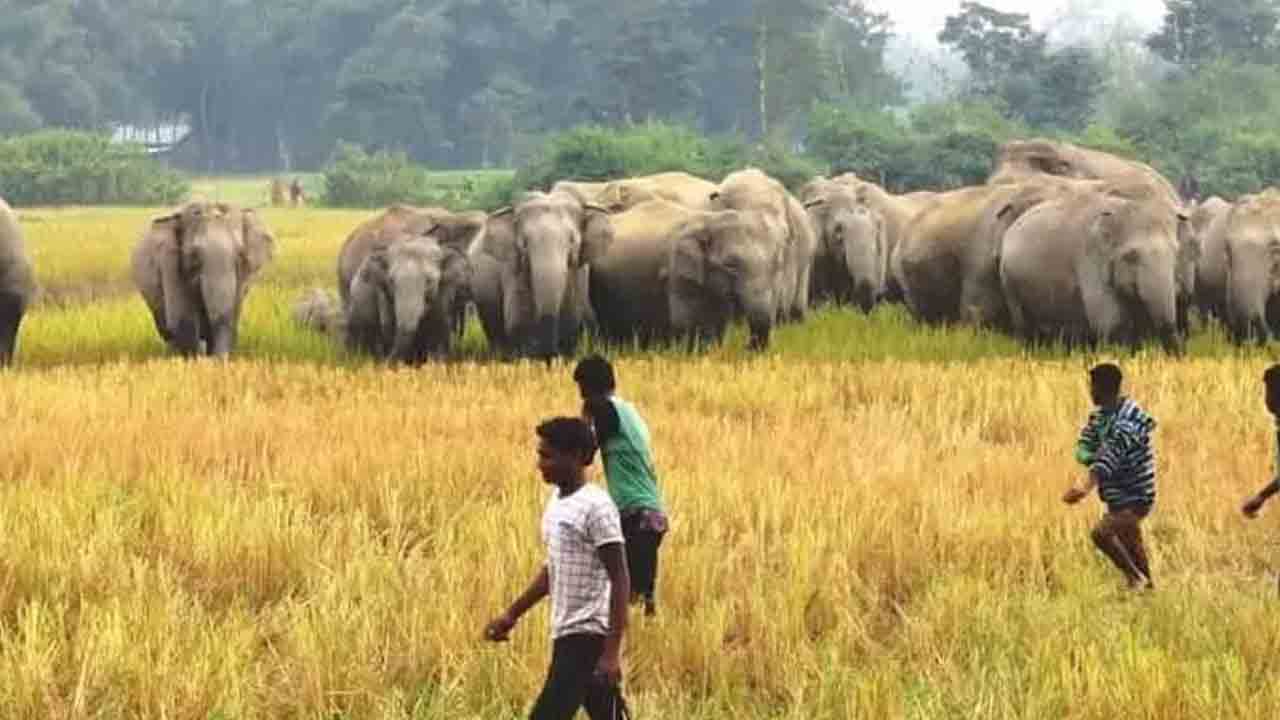 Elephants Attack | తిరుపతిలో ఏనుగుల గుంపు బీభత్సం..80 ఎకరాల్లో పంటలు, మామిడి తోటలు ధ్వంసం