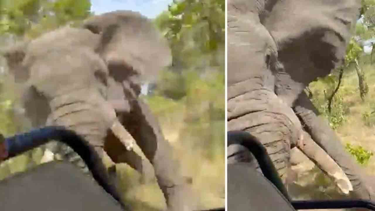 Elephant Attacks | టూరిస్ట్స్‌ వాహనంపైకి దూసుకొచ్చిన ఏనుగు.. మహిళ మృతి.. షాకింగ్‌ వీడియో