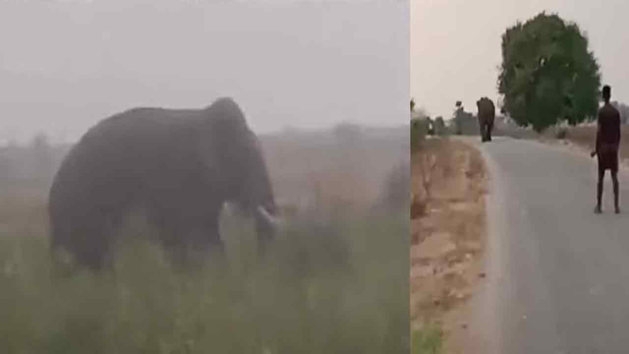 Elephant | కుమ్రంభీం జిల్లాలో ఏనుగు బీభత్సం.. గజరాజు దాడిలో మరో రైతు మృతి
