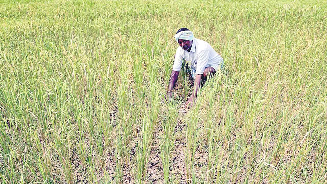 జలసిరుల నుంచి కరువు కోరల్లోకి.. 100 రోజుల పాలనలోనే పదేండ్లు వెనక్కి
