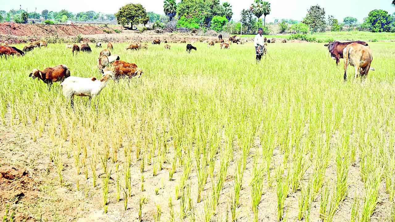 పరిహారం ఇవ్వండి.. బోనస్‌ చెల్లించండి..