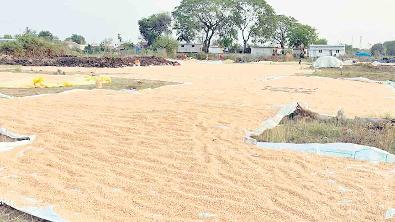 మక్క దళారుల పాలు..