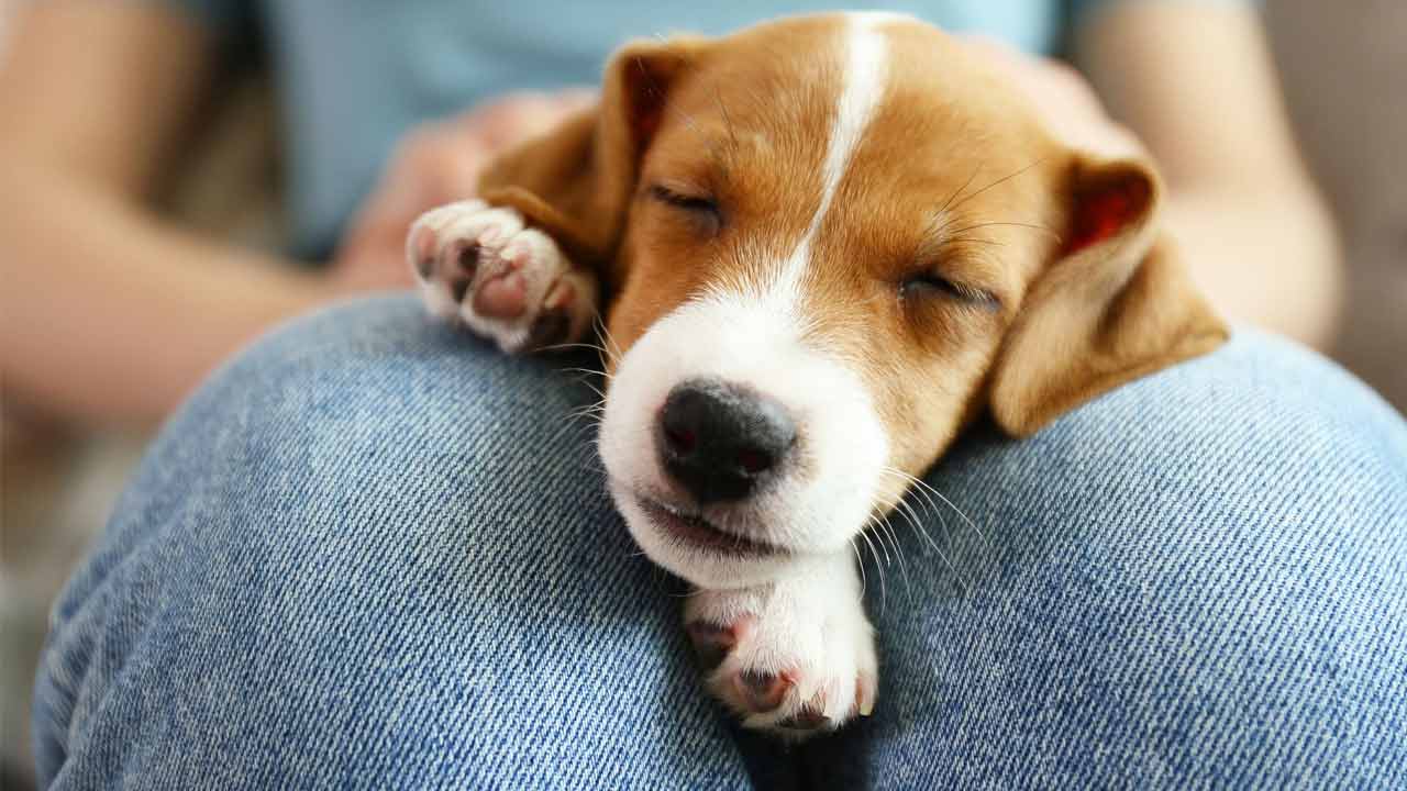 Suicide | పెంపుడు కుక్క మరణించిందన్న బాధతో ఆత్మహత్య చేసుకున్న బాలిక..!