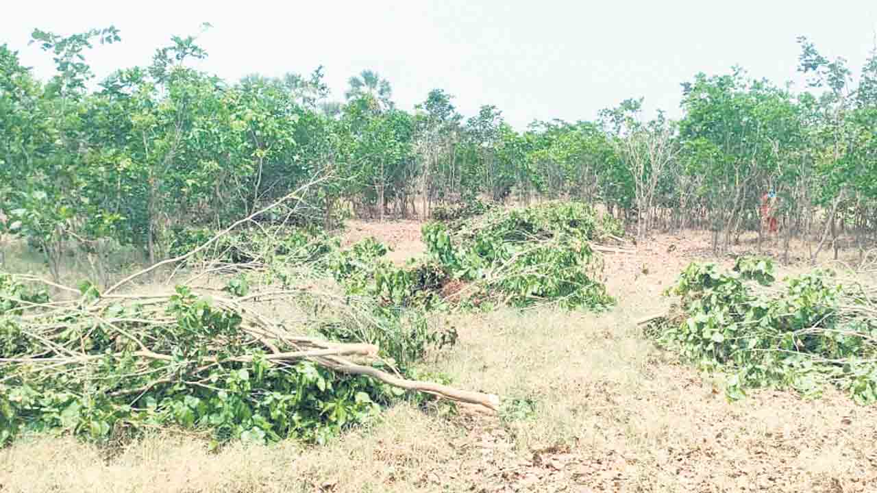 పరిహారం తీసుకొని.. ప్రకృతివనం నరికేసి..