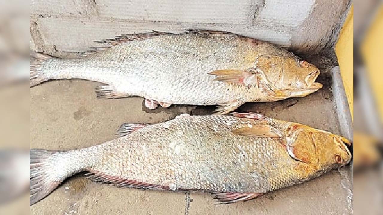 Rare Kachidi Fish | రెండుచేపలతో లక్షాధికారులైన మత్స్యకారులు..!