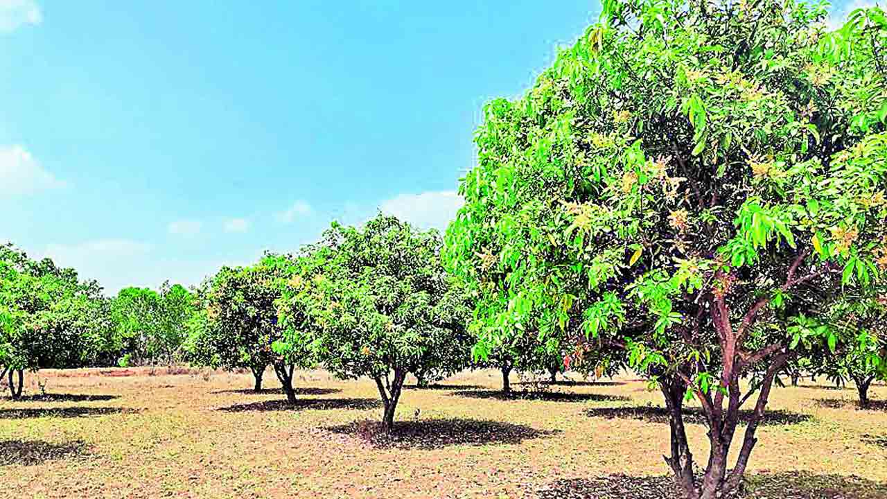 కాత లేని మామిడి.. వరుసగా రెండో ఏడాది నష్టాలే.. ఆందోళనలో మామిడి రైతులు