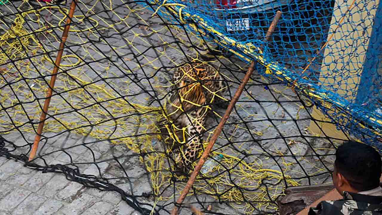 Leopard Enters House | ఇంట్లోకి ప్రవేశించిన చిరుత.. 8 గంటలు శ్రమించి పట్టుకున్న అటవీ సిబ్బంది