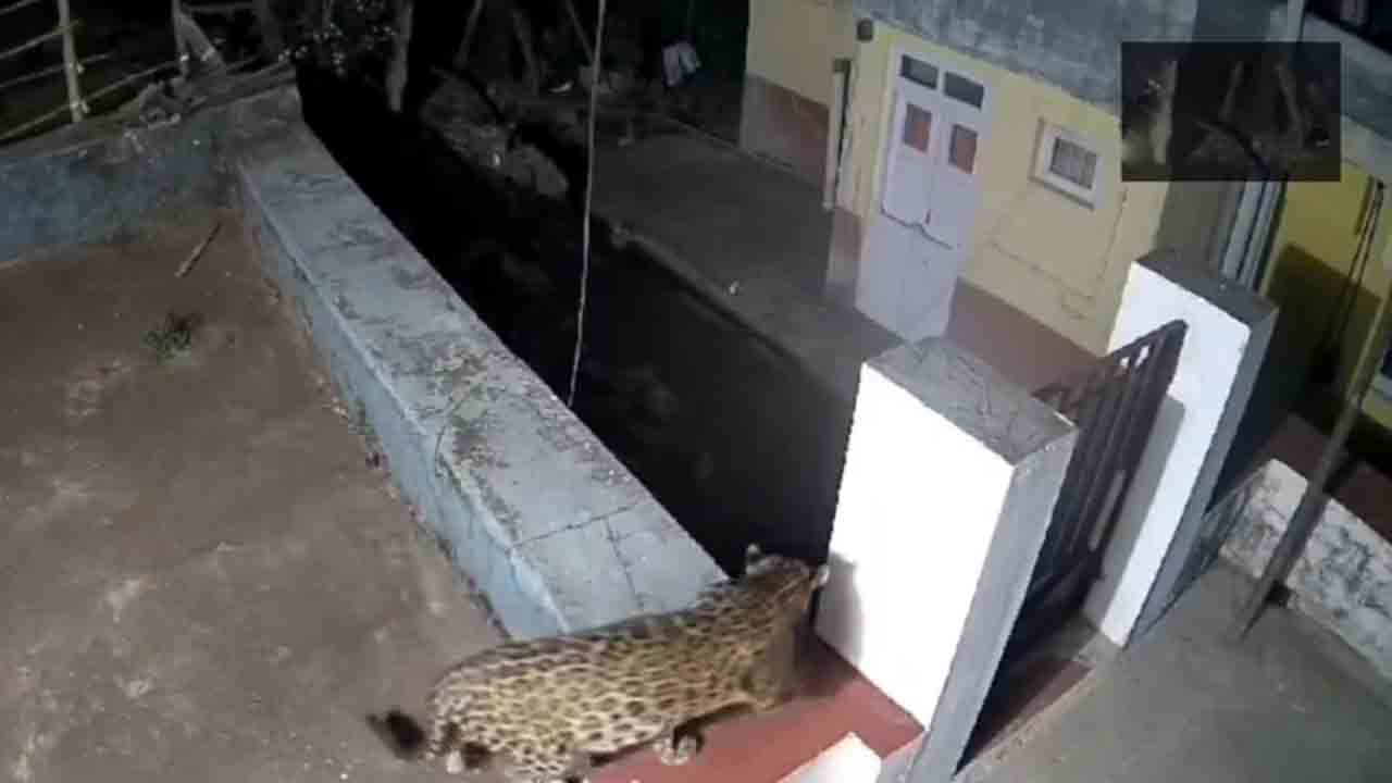 Leopard & Bear | రాత్రిపూట ఓ ఇంట్లో ప్రవేశించిన చిరుతపులి, ఎలుగుబంటి.. Video