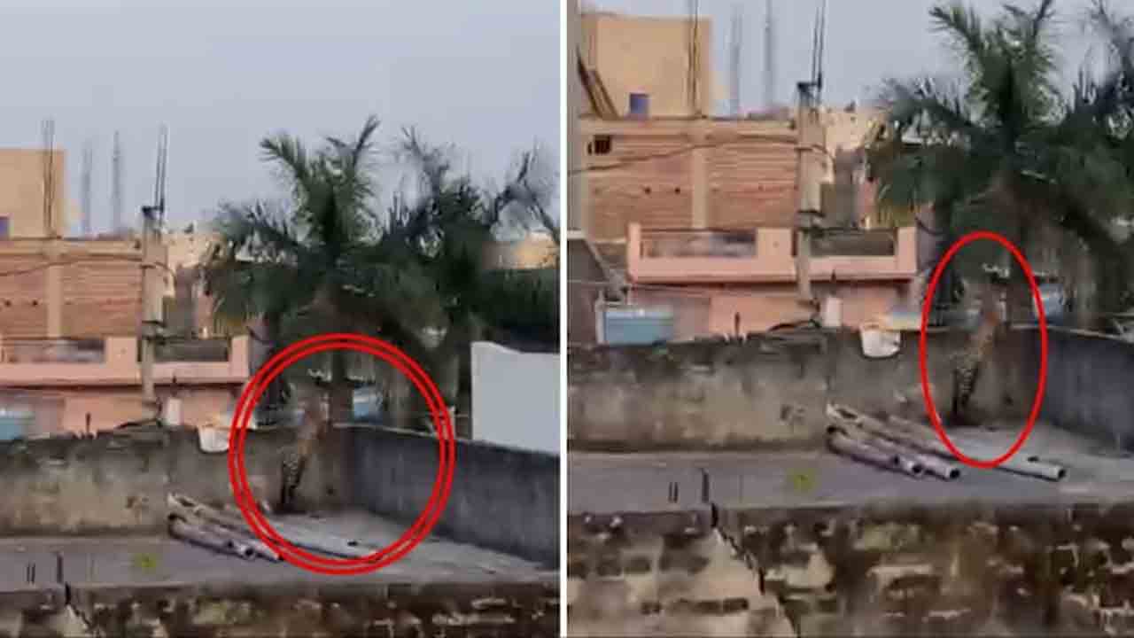 Leopard | ఢిల్లీలో చిరుత కలకలం.. ఐదుగురిపై దాడి