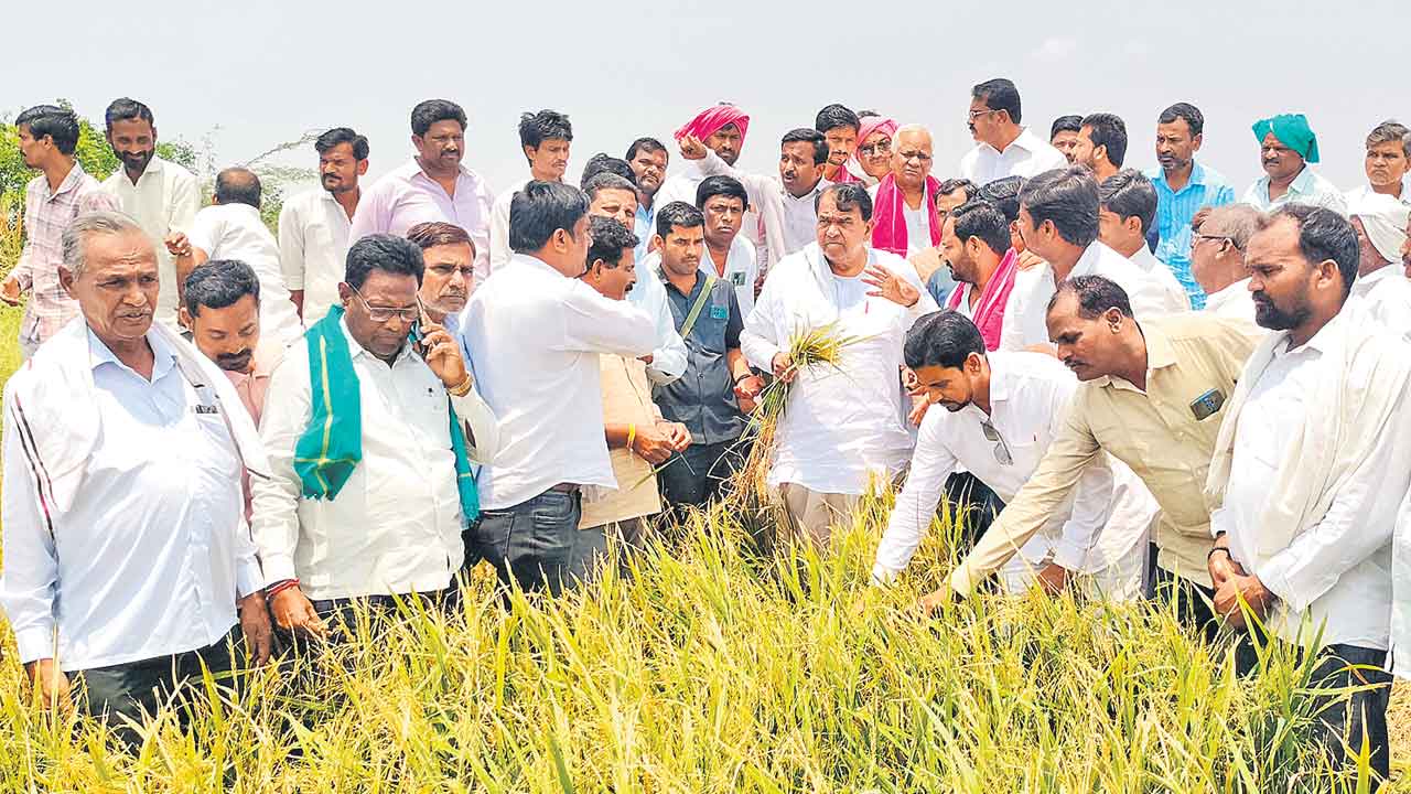 పంట దెబ్బతిన్న రైతులను ఆదుకోవాలి