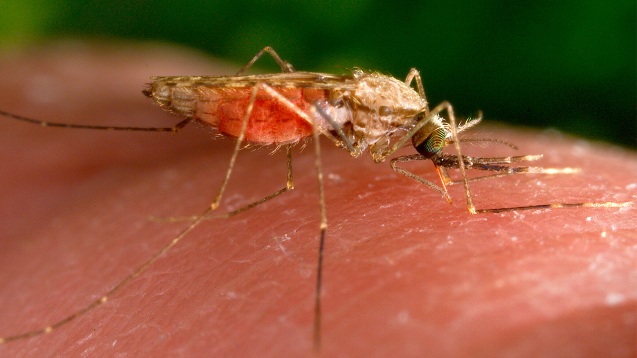 Malaria | ఎనిమిది నెలల్లో 32లక్షల మలేరియా కేసులు..! అప్రమత్తం చేసిన WHO..