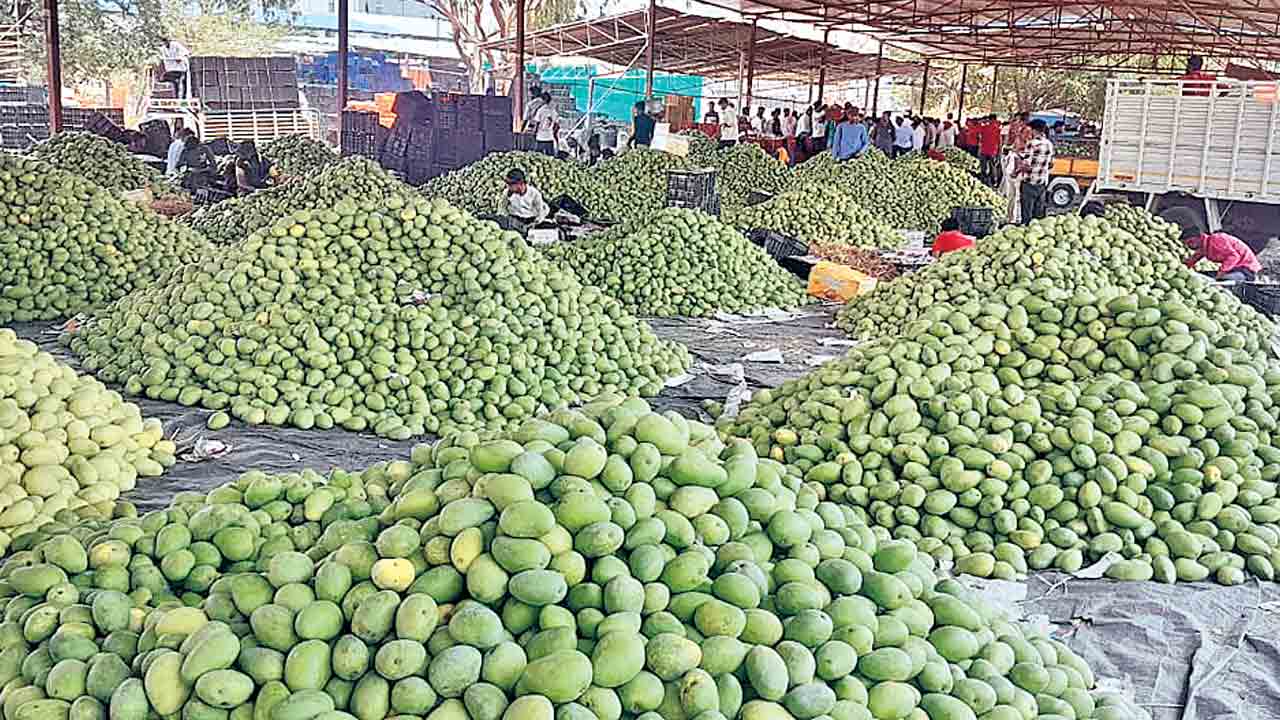 రికార్డు స్థాయిలో మామిడి