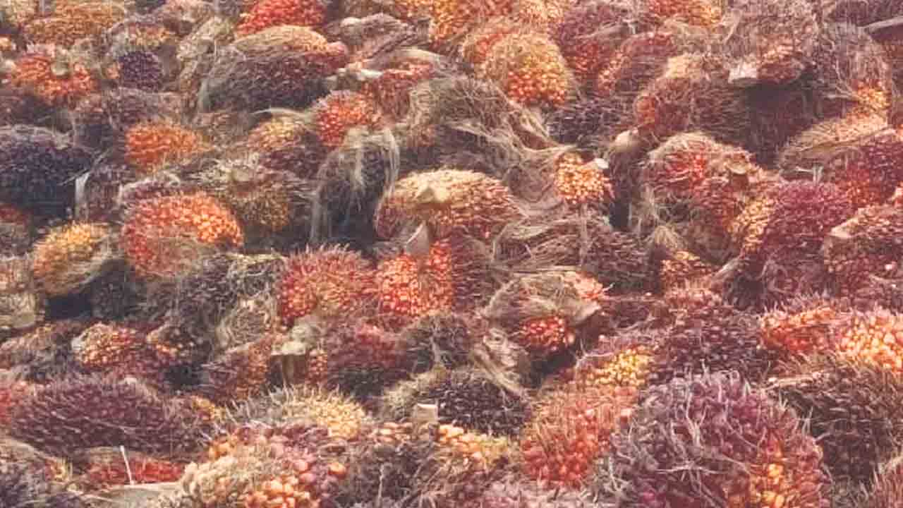 రేపటి నుంచి అప్పారావుపేట పామాయిల్‌ ఫ్యాక్టరీ పునఃప్రారంభం