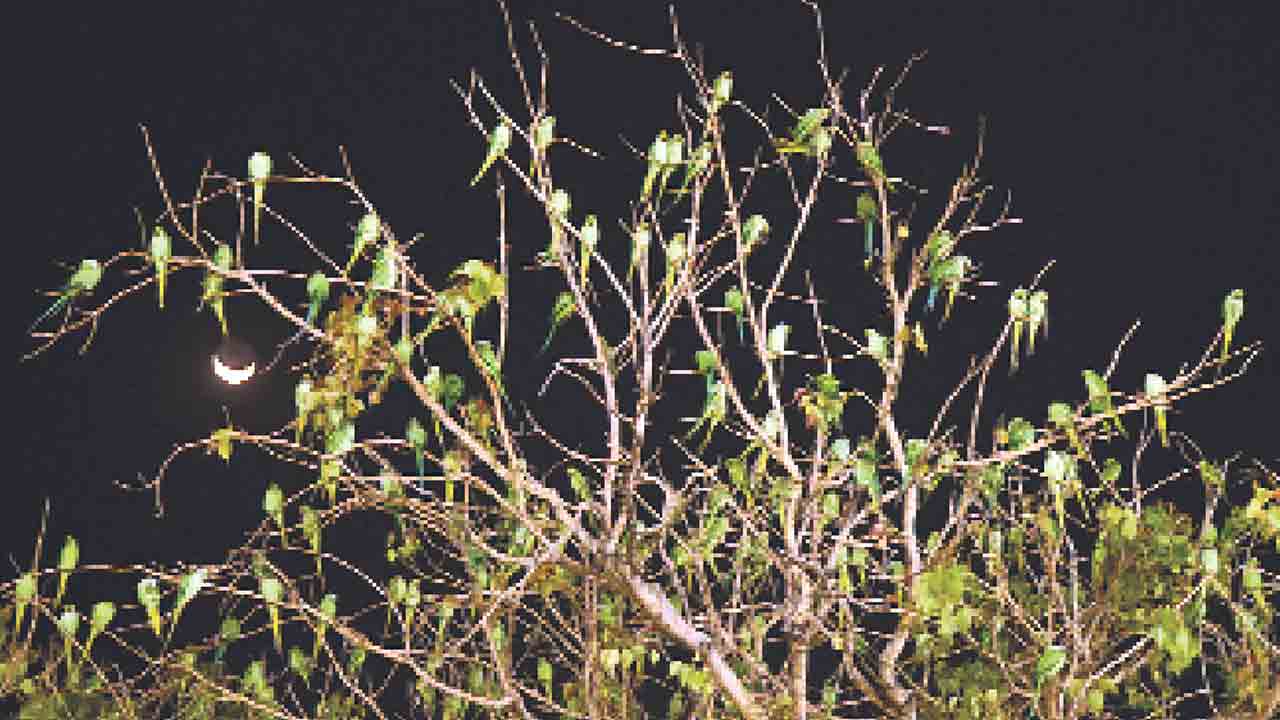 పచ్చని చిలుకలు తోడుంటే..