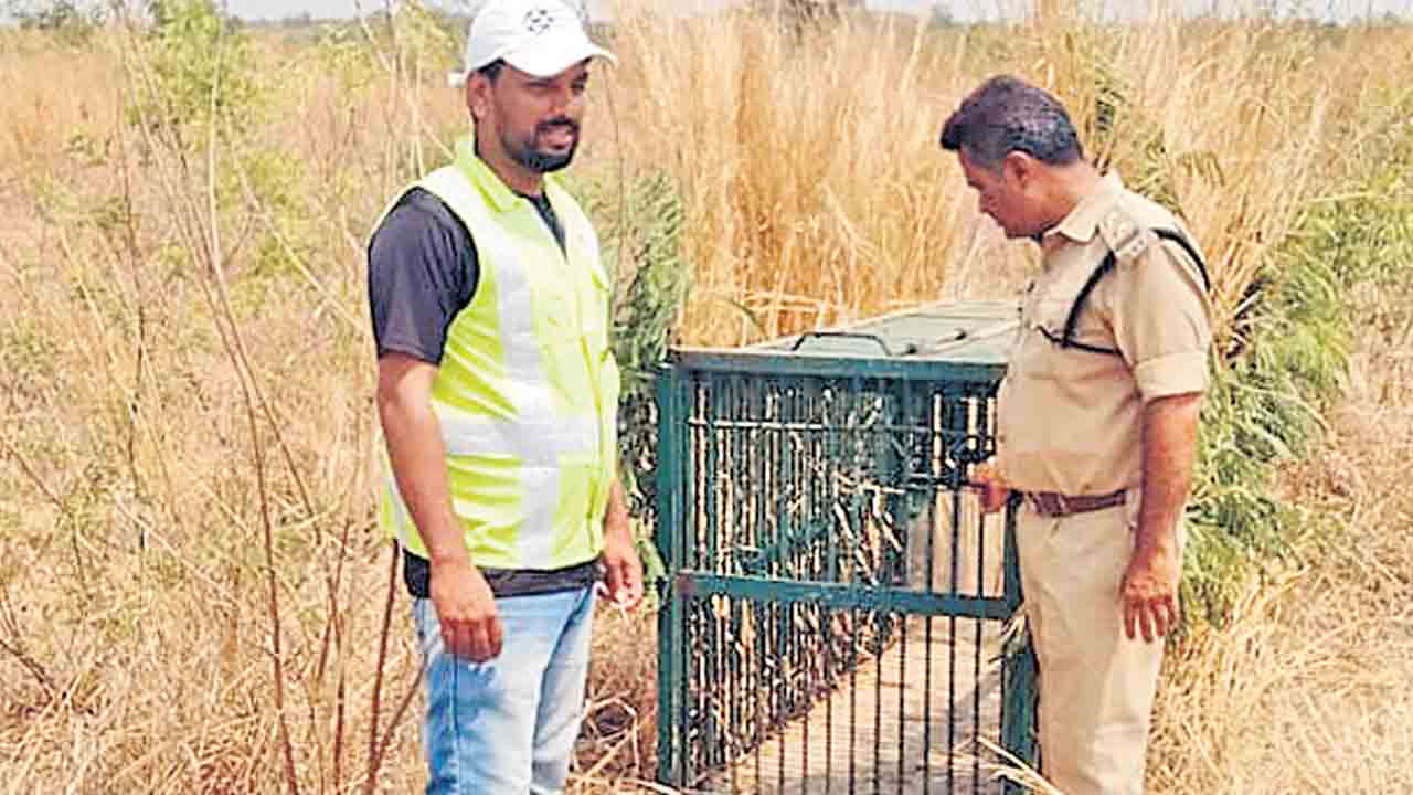 Leopard | ఎయిర్‌పోర్టులో చిరుత కలకలం