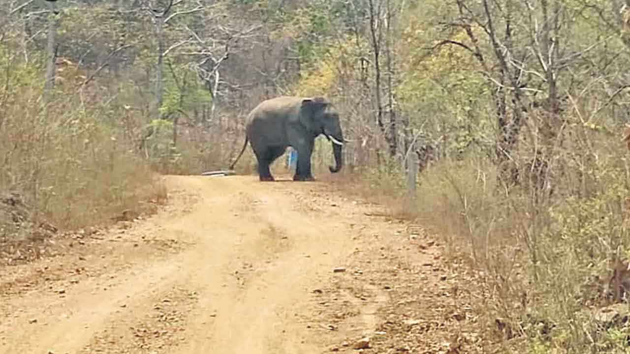 ఏనుగుల మంద సంచారంపై అప్రమత్తం