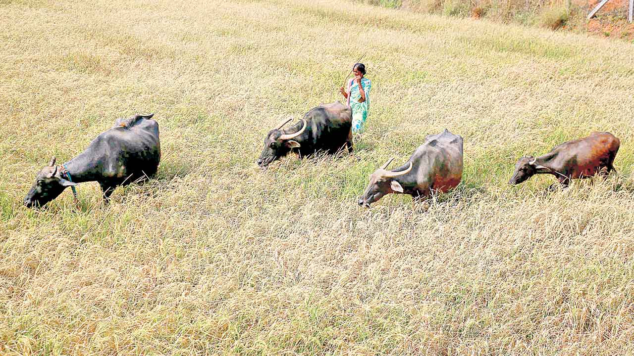 KCR | మానవీయ నేతలే సమాజానికి శ్రీరామరక్ష