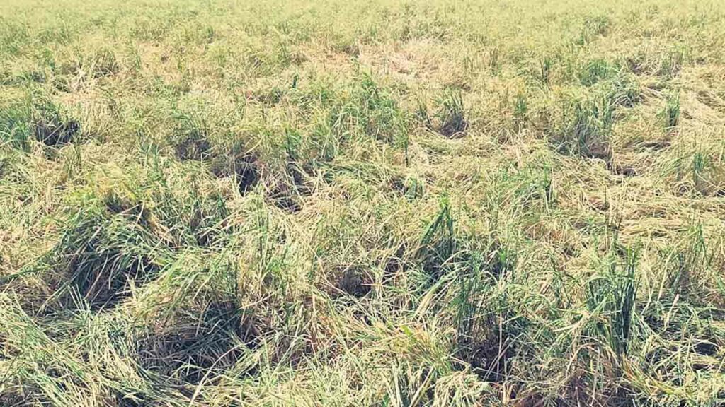 Yasangi Rice Crops