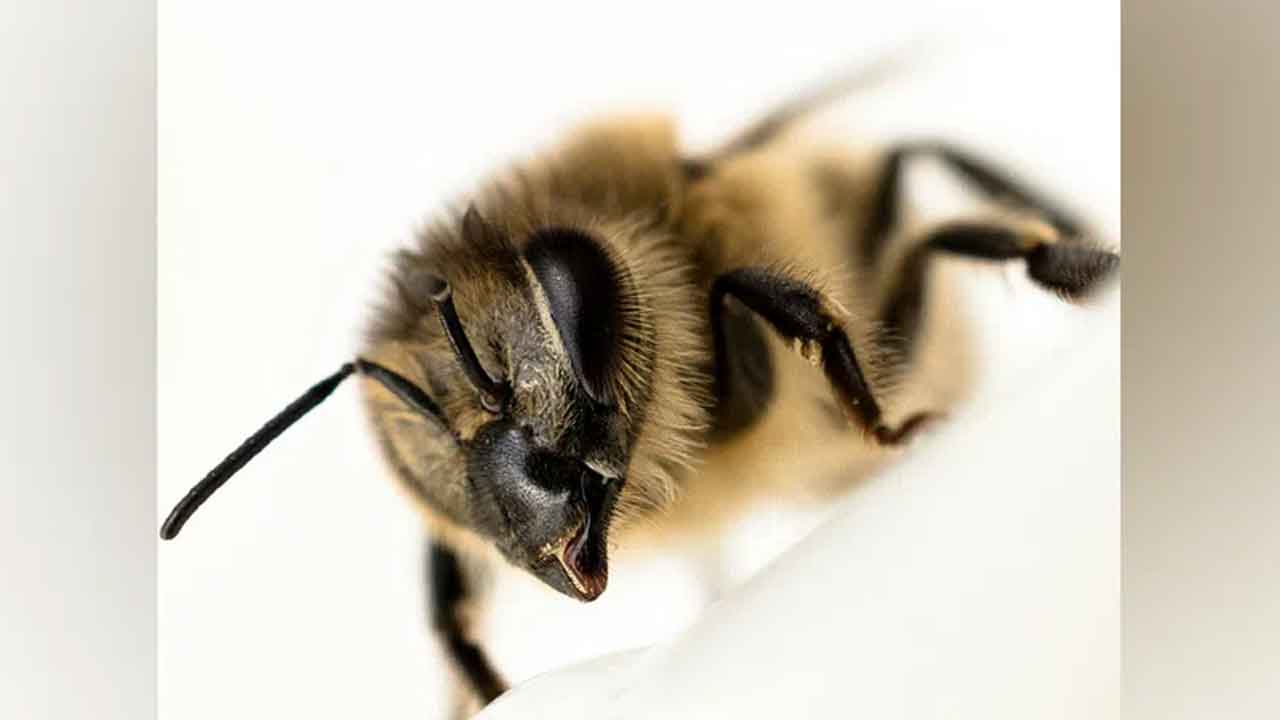 Bee Attack | వందమంది ఉపాధి కూలీలపై తేనెటీగల దాడి