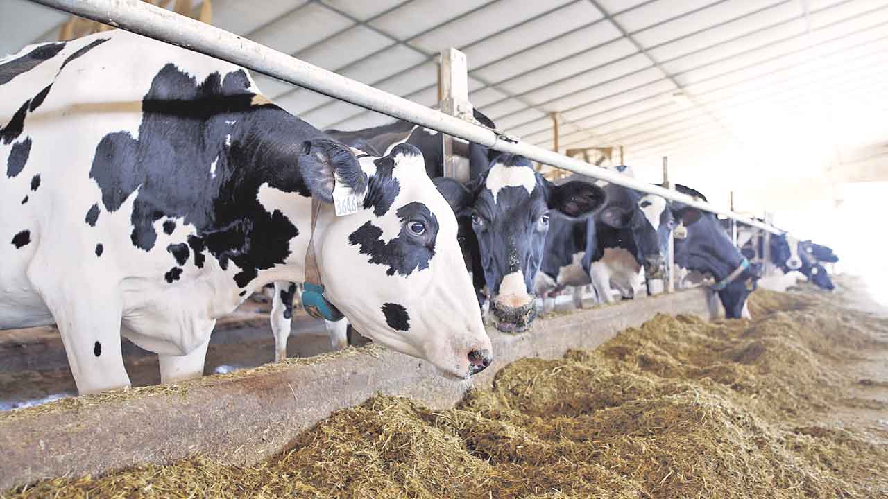 Bird Flu | బర్డ్‌ఫ్లూ అలజడి.. అమెరికాలో ఆవుల్లో హెచ్‌5ఎన్‌1 వైరస్‌