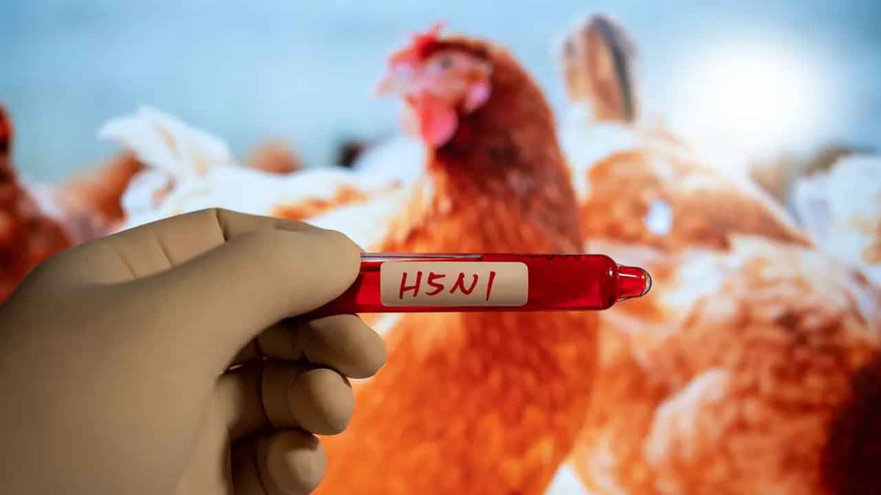 Bird flu | కొవిడ్‌ కంటే 100 రెట్లు ప్రాణాంతకం! ముంచుకొస్తున్న ముప్పు