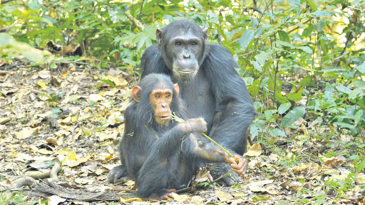ప్రాథమిక, మాధ్యమిక సామర్థ్యాల పరీక్షలు తెలిపినవారు?