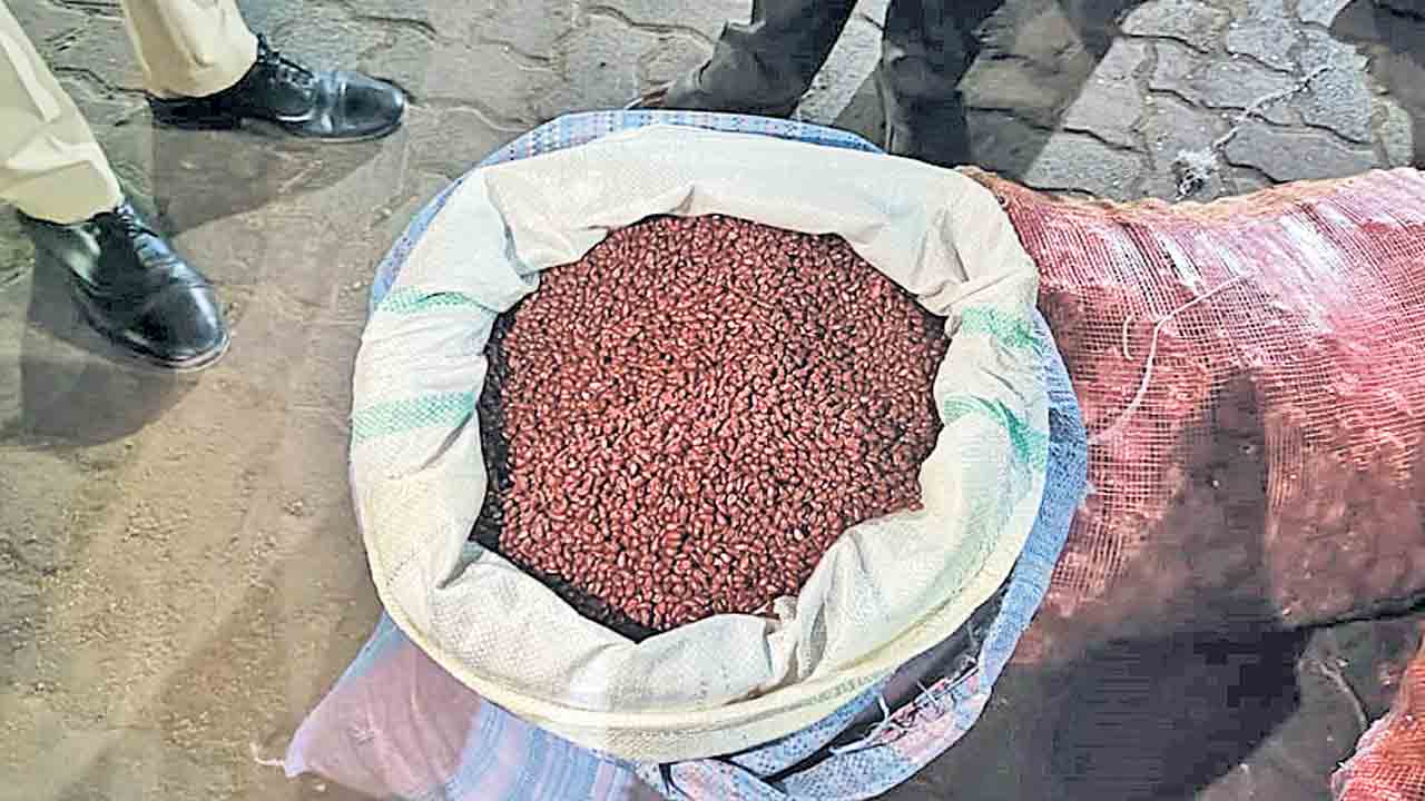 నిషేధిత పత్తి విత్తనాలు రవాణా.. ఇద్దరి అరెస్టు